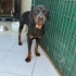 Rottweiler barınağa terkedildi fotoğraf