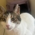 Momo Adoption 6 years old