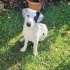 Dalmatian Kız Ailesini Arıyor fotoğraf