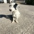 Dalmatian Kız Ailesini Arıyor fotoğraf