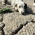Dalmatian Kız Ailesini Arıyor fotoğraf
