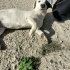 Dalmatian Kız Ailesini Arıyor fotoğraf