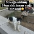 Engelli Canlara Öncelik fotoğraf
