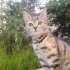 BALIM TERK EDİLDİ. ACİL YUVA fotoğraf