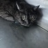 Terk edildi acil yuva arıyor fotoğraf