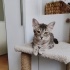 3 minik pati kurtarıcılarını bekliyor fotoğraf