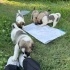 KÖPEKLERİMİZ RİSK ALTİNDA ACİL YUVA ARIYORUZ fotoğraf