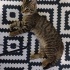 Acil yuva aranıyor fotoğraf