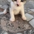 Temas etmeyi cok seviyor yakın sevecen daha 2 aylık bile degil