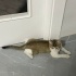 Oyuncu cana yakın güzel bir dost