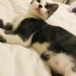 Uyku bağımlısı, ilgi delisi, oyuncu bir kedi. fotoğraf
