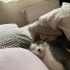 Uyku bağımlısı, ilgi delisi, oyuncu bir kedi. fotoğraf