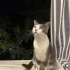 Uyku bağımlısı, ilgi delisi, oyuncu bir kedi. fotoğraf