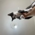 Uyku bağımlısı, ilgi delisi, oyuncu bir kedi. fotoğraf