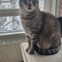 Sevgi dolu güzeller güzeli tekir kedi
