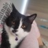 Sahiplendirme 6 aylık kedi