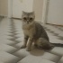 Scottish Fold Çok sakin bir kedi sevgi pıtırcığı fotoğraf
