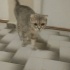 Scottish Fold Çok sakin bir kedi sevgi pıtırcığı fotoğraf