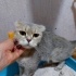 Scottish Fold Çok sakin bir kedi sevgi pıtırcığı fotoğraf