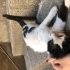 çok sevecan oyuncu 8 aylık galan erkek fotoğraf