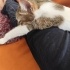 İyi huylu kıza yuva fotoğraf
