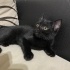 acil kalıcı yuva desteği fotoğraf