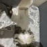 Evde doğup büyüyen Kedimize yuva arıyoruz fotoğraf