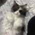 Tüylü prensesimize yuva arıyoruz fotoğraf