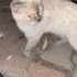 British kedi sokakata bulundu, acele yuva aranıyor