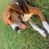 Beagle - Köpoy Av köpeği Melezi fotoğraf