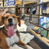 Beagle - Köpoy Av köpeği Melezi fotoğraf