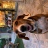 Beagle - Köpoy Av köpeği Melezi fotoğraf