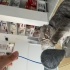 Uysal sevecen kedi yuva arıyor fotoğraf