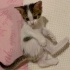 Minik Patiler yuva arıyor (1 dişi,4 )erkek fotoğraf