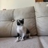Anneleri terk etmiş 2 miniğe acil yuva fotoğraf