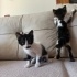 Anneleri terk etmiş 2 miniğe acil yuva fotoğraf