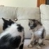 Anneleri terk etmiş 2 miniğe acil yuva fotoğraf
