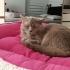 Yıllardır alıştığı sahipleri barınağa yolluyor fotoğraf