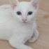 Oyuncu kedi hiperaktif fotoğraf