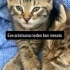 Tatlı Oyuncu bebek bir tekir . oldukça sevimli