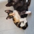 25 Haziran doğumlu, 4 minik prenses ömürlük yuvalarını arıyor! 🐾💖