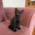 🐱 Siyah Erkek – Meraklı ve Mırılcan 🖤