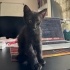 🐱 Siyah Erkek – Meraklı ve Mırılcan 🖤 fotoğraf
