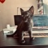 🐱 Siyah Erkek – Meraklı ve Mırılcan 🖤 fotoğraf