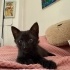 🐱 Siyah Erkek – Meraklı ve Mırılcan 🖤 fotoğraf