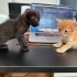 🐱 Siyah Erkek – Meraklı ve Mırılcan 🖤 fotoğraf