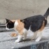 Eylülde Sokağa Atılacak :( fotoğraf