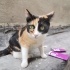 Eylülde Sokağa Atılacak :( fotoğraf