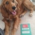 İngiliz cocker Acil yuva fotoğraf
