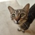 Dünyalar Tatlısı Tekir Kedi fotoğraf